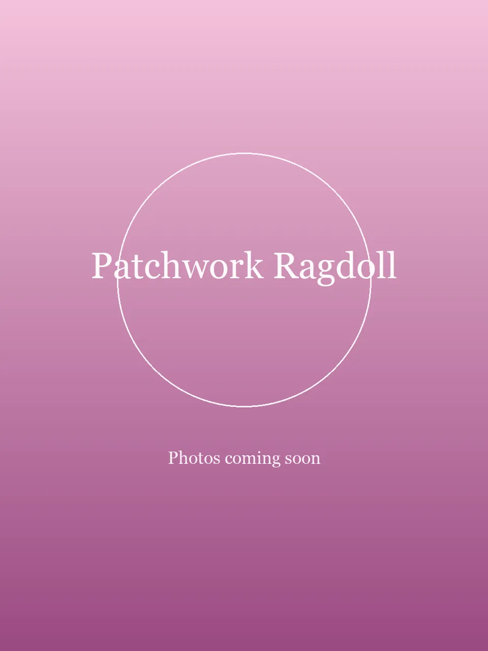 Patchwork Ragdoll party character in Las Vegas